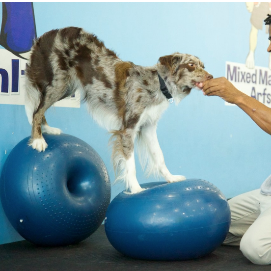 Balance Disc Cushion Dog Balan - Balance Cushion Disc recensie en prijs